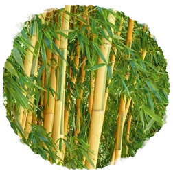 Bambou et paulownia